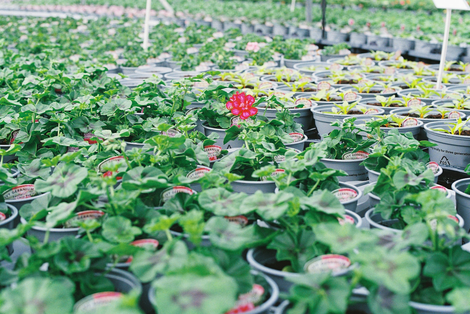 A lush, well-stocked garden in full summer growth